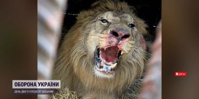 Українських левів після окупації оселили в Іспанії