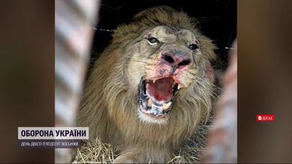 Українських левів після окупації оселили в Іспанії
