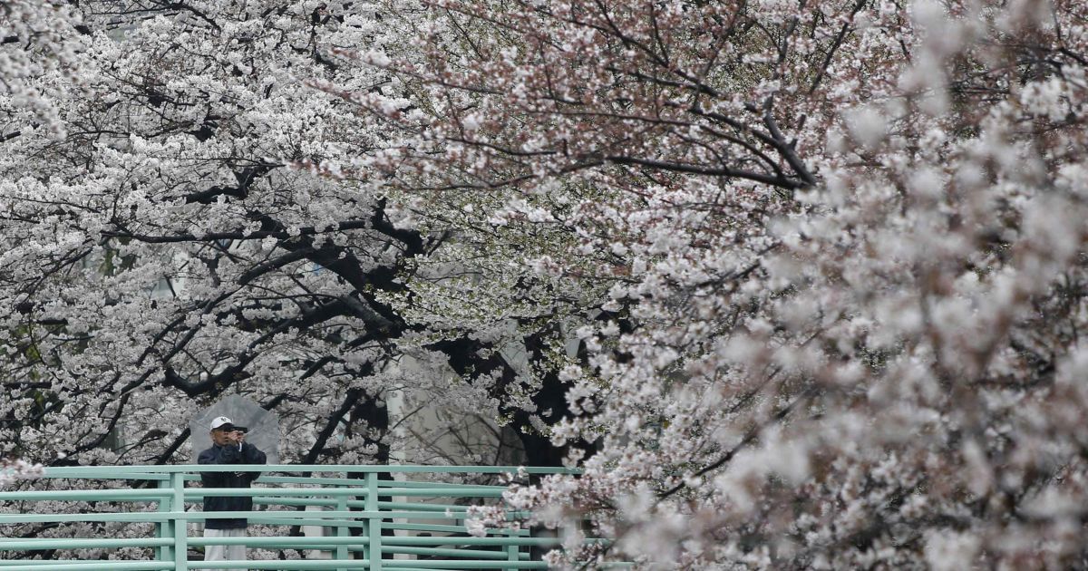 В Токио зацвели сакуры / © Reuters