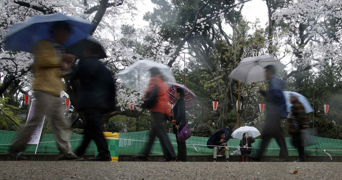 В Токио зацвели сакуры / © Reuters