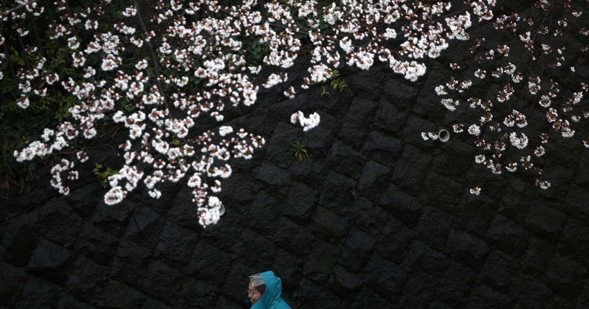 В Токио зацвели сакуры / © Reuters