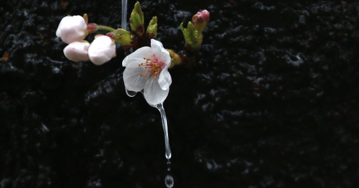 В Токио зацвели сакуры / © Reuters