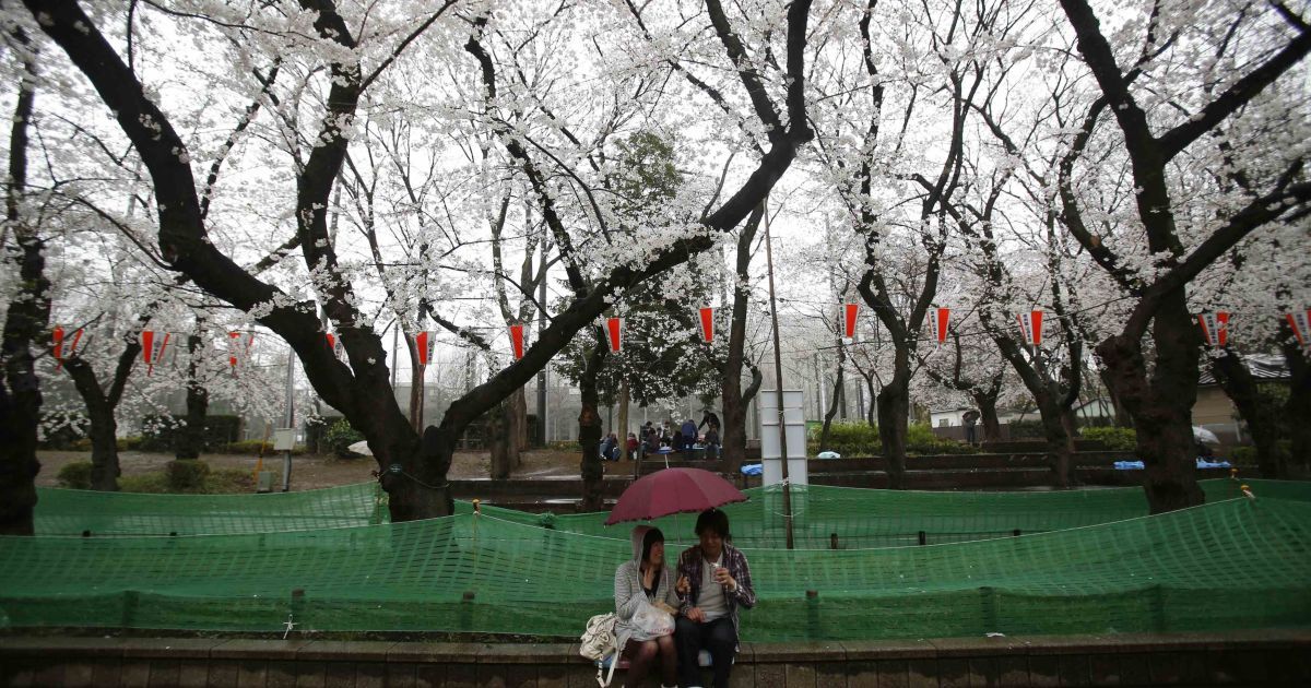 В Токио зацвели сакуры / © Reuters