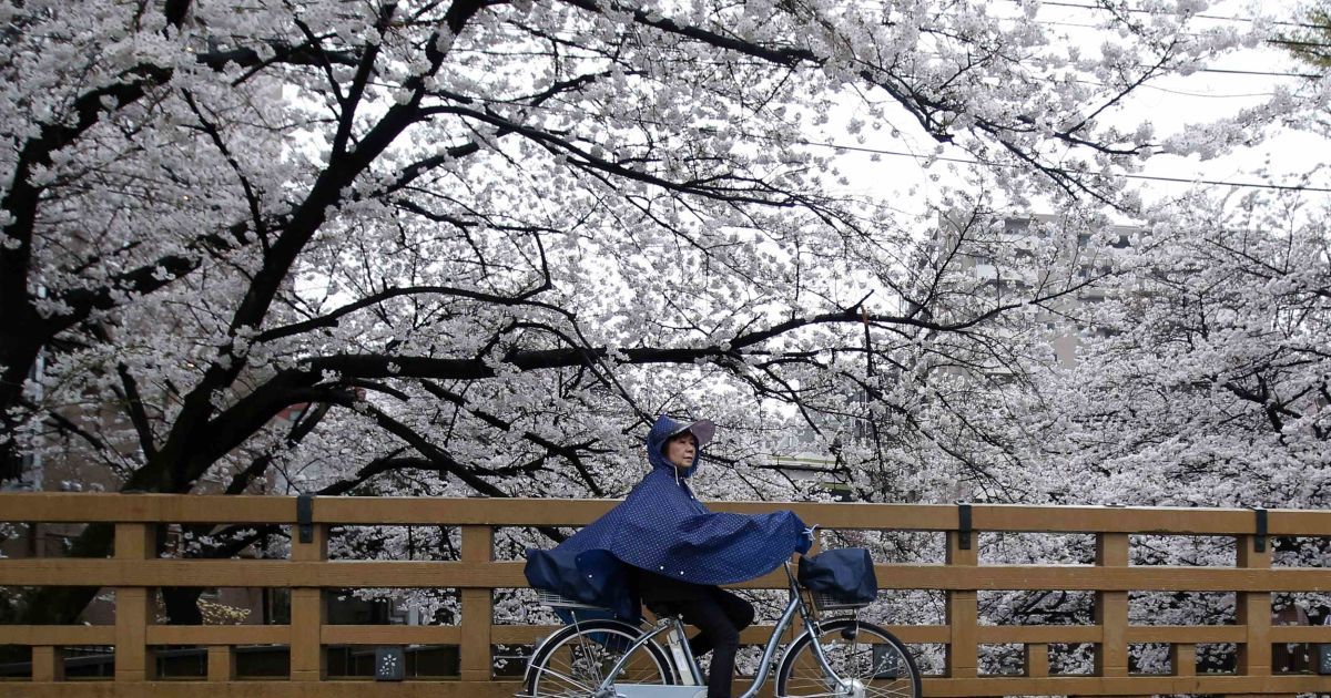 В Токио зацвели сакуры / © Reuters