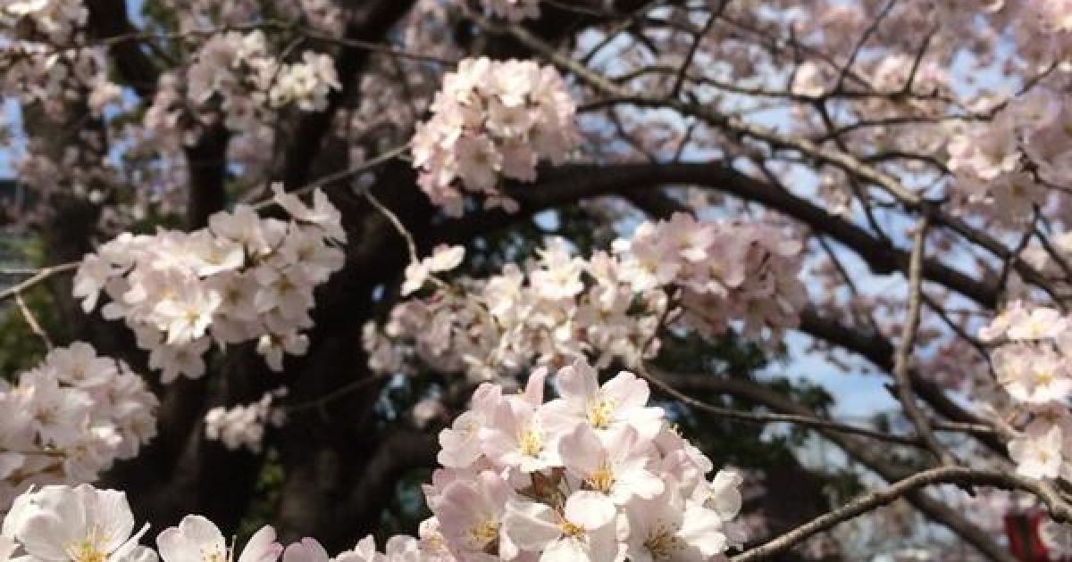 В Токио зацвели сакуры / © Reuters