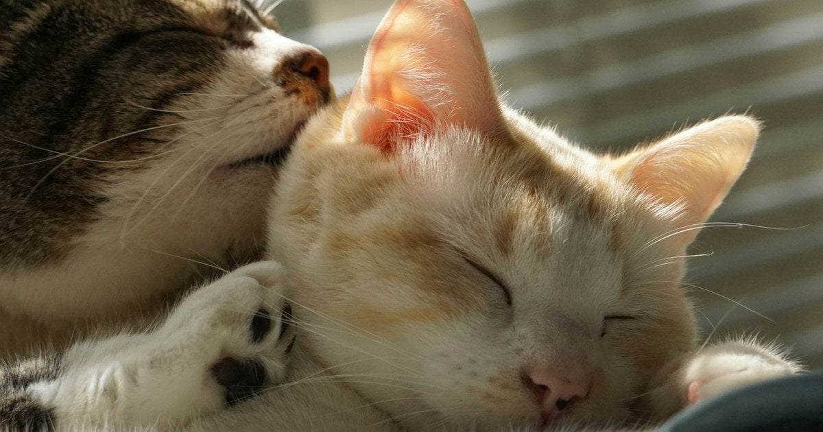 Чи люблять коти обійми та поцілунки