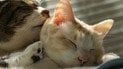 Чи люблять коти обійми та поцілунки