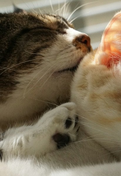 Коти