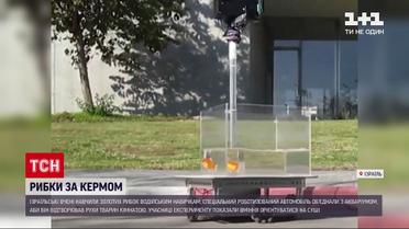 Ізраїльські вчені навчили золотих рибок водійських навичок