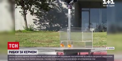 Ізраїльські вчені навчили золотих рибок водійських навичок