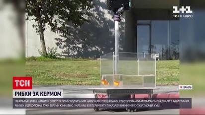 Ізраїльські вчені навчили золотих рибок водійських навичок