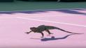 В Майами на корт выбежала игуана и чуть не сорвала теннисный матч