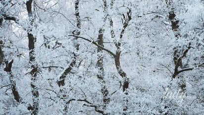 Деревья в снегу