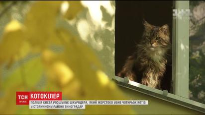 В Киеве неизвестный пытает и убивает кошек