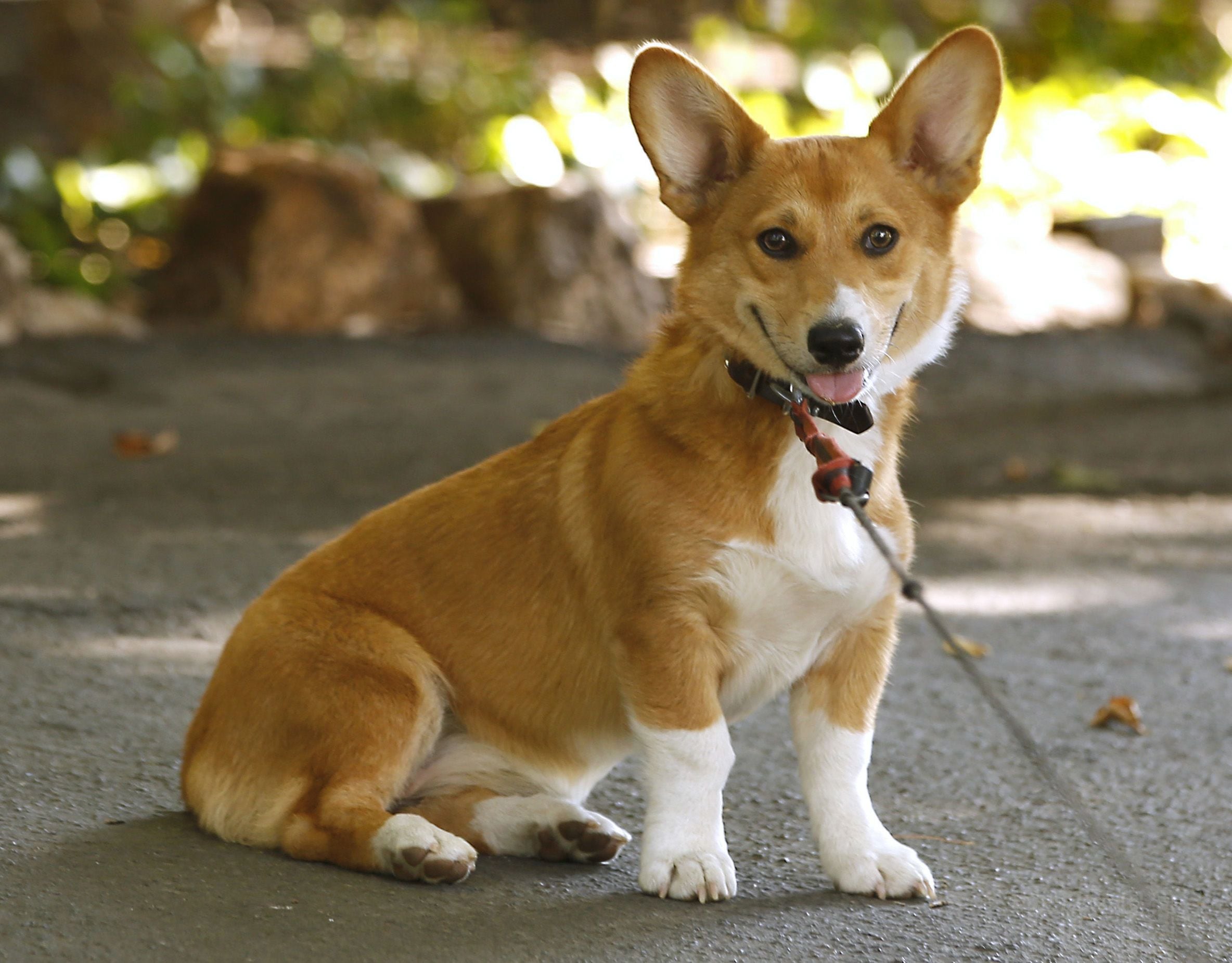 Вельш-корги пемброк / © Associated Press