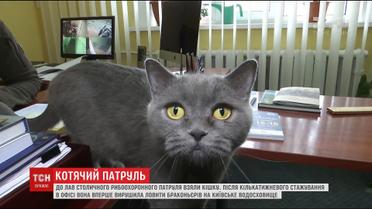 У Києві британську кішку Асю офіційно працевлаштували до рибоохоронного патруля