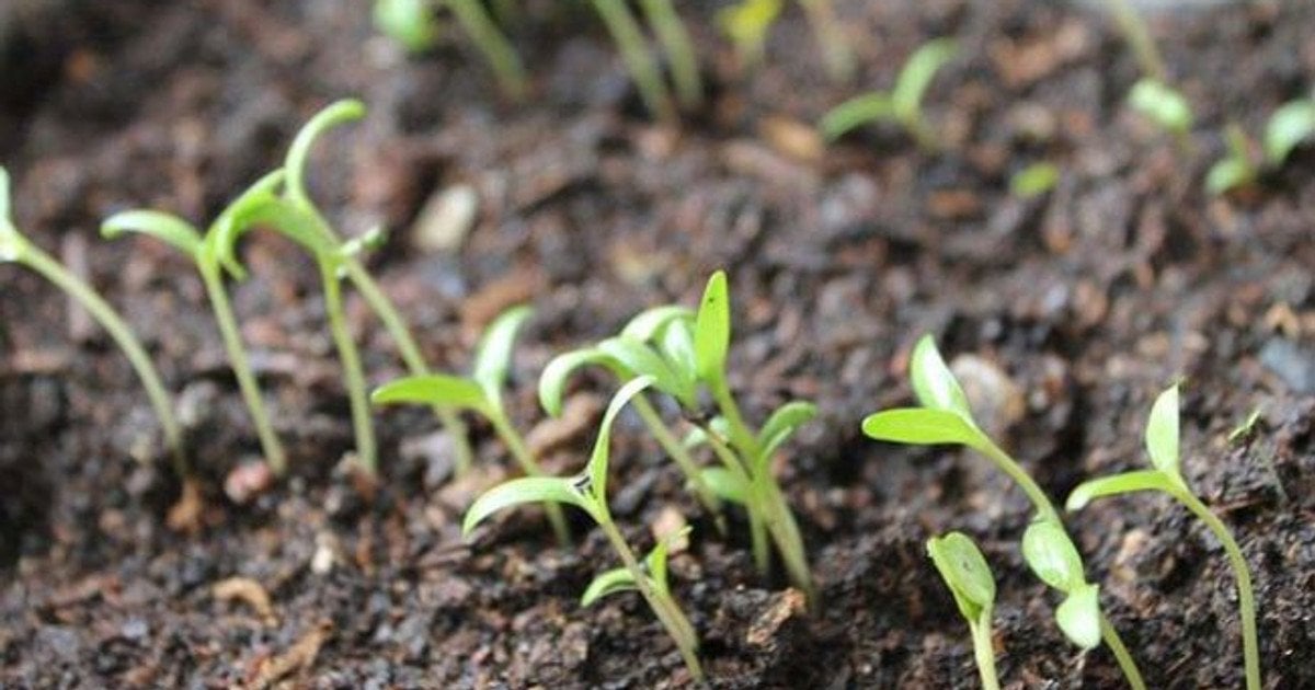 Замочування насіння в перекисі водню