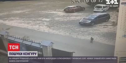 З етнокомплексу в Київській області втік кенгуру