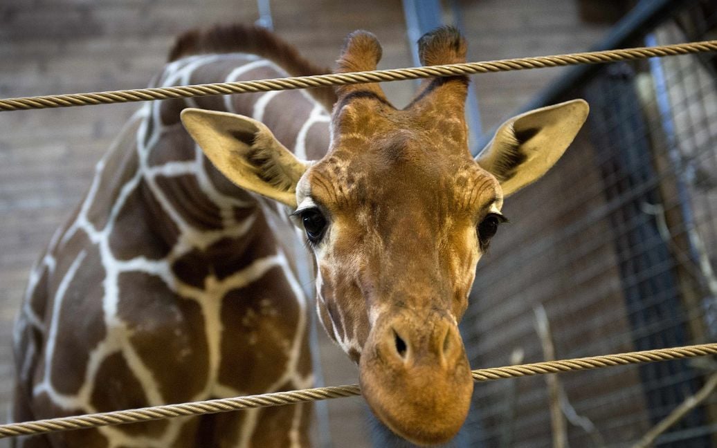 У зоопарку Копенгагена публічно вбили жирафа / © Reuters