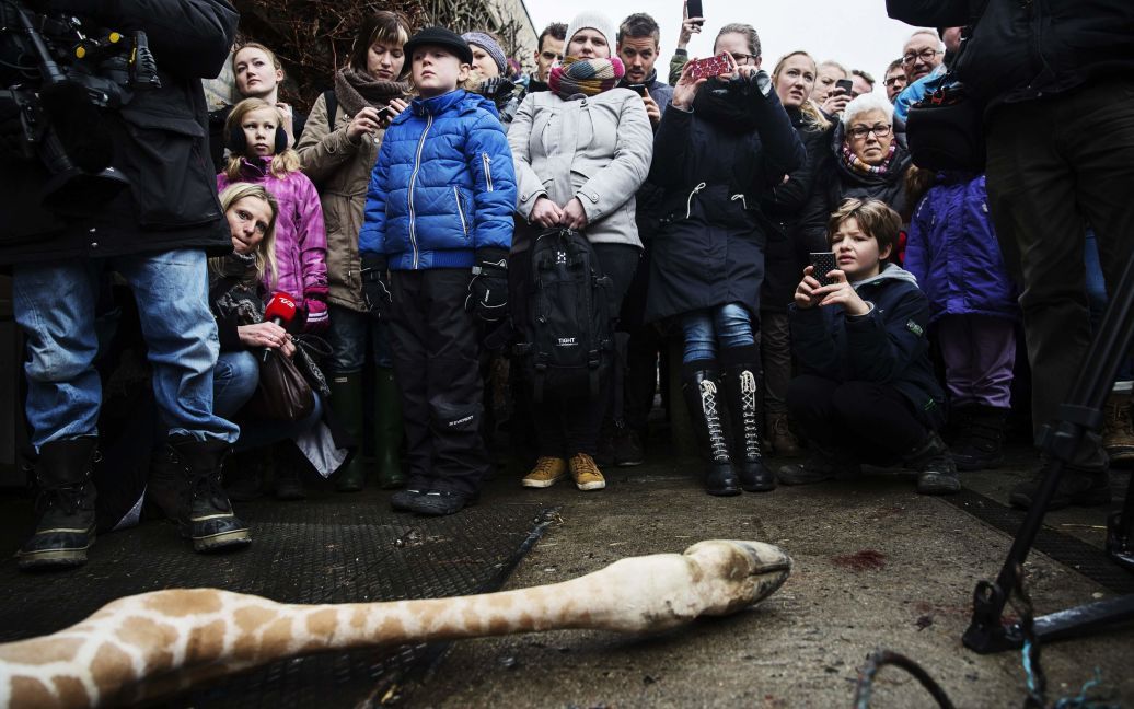 В зоопарке Копенгагена публично убили жирафа (Фото Reuters) / © Reuters