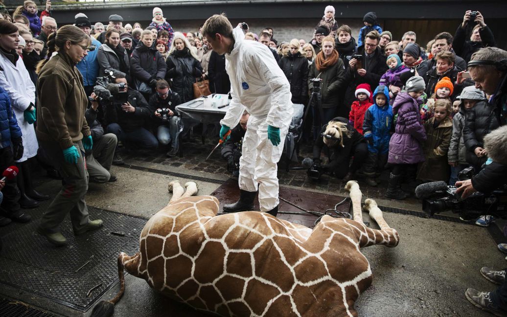 В зоопарке Копенгагена публично убили жирафа (Фото Reuters) / © Reuters