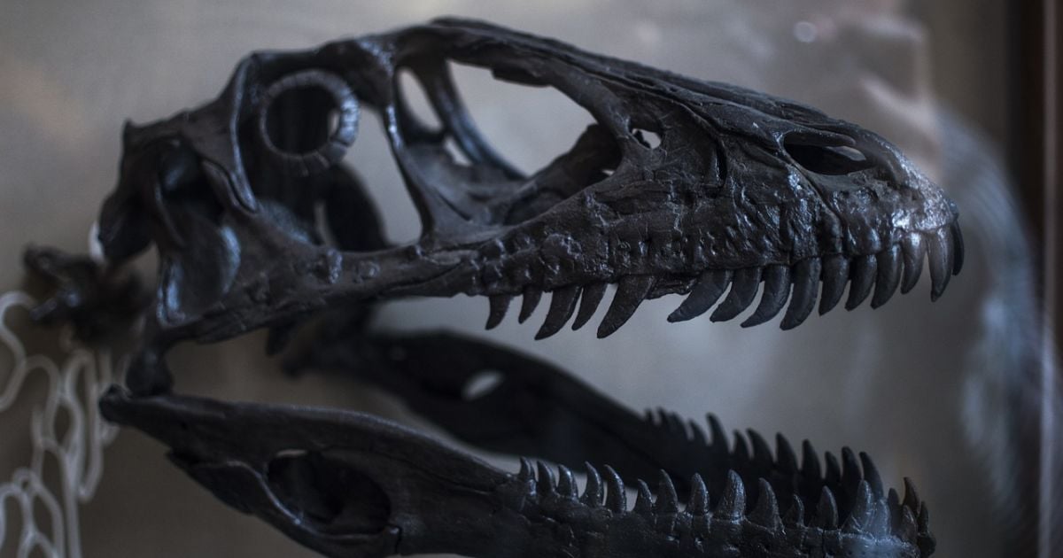 Жил еще до динозавров: ученые обнаружили останки странного хищника