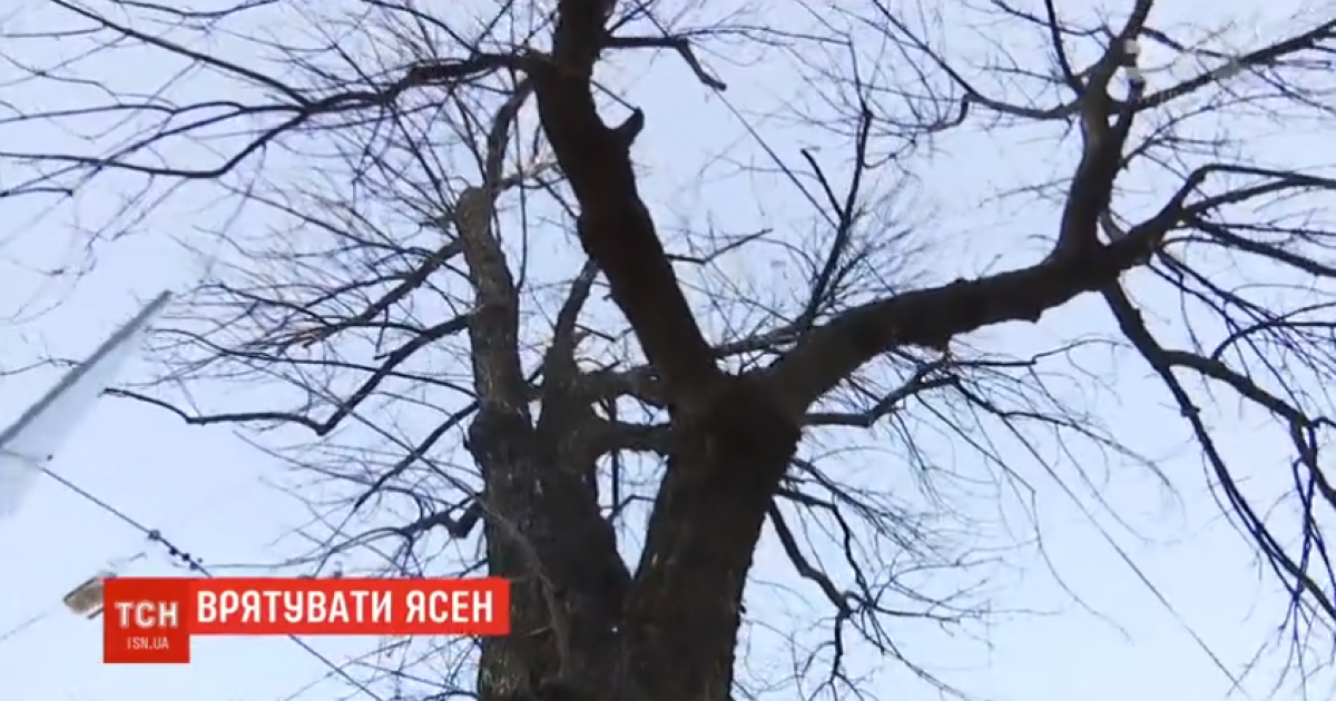 На Подолі кияни витратили на лікування дерева 40 тисяч гривень
