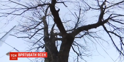 На Подоле киевляне потратили на лечение дерева 40 тысяч гривен