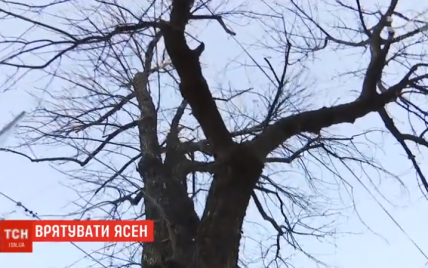На Подоле киевляне потратили на лечение дерева 40 тысяч гривен
