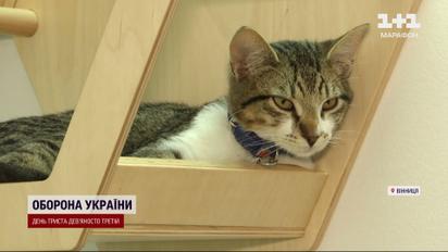 Пушистое счастье – в Виннице появилось кото-кафе