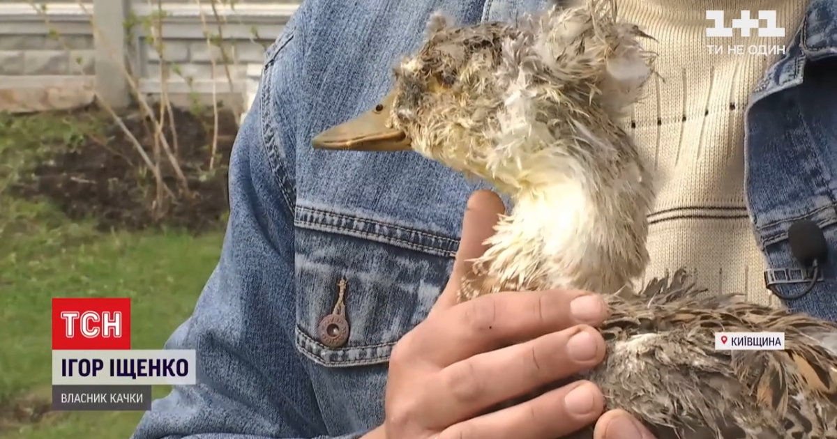 Птаха-рекордсменка: як качка Глаша потрапила до Книги рекордів України і в чому секрет її довголіття