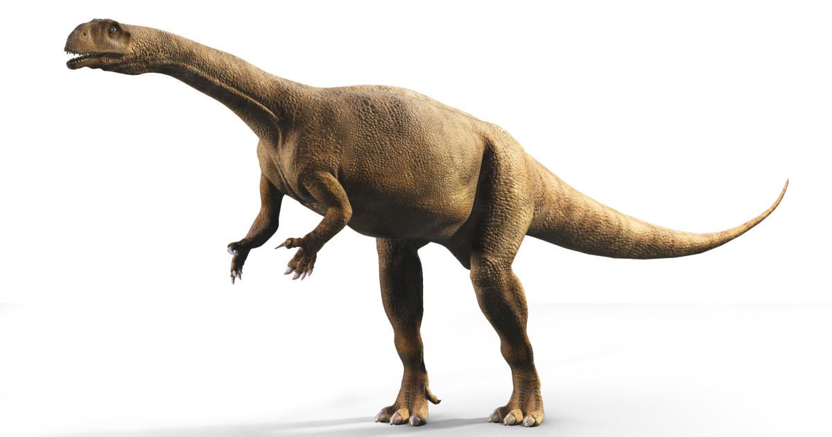 Massospondylus carinatus. Фото: Dorling Kindersley.