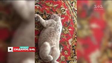 Найвеселіші відео домашніх улюбленців від глядачів "Сніданку"