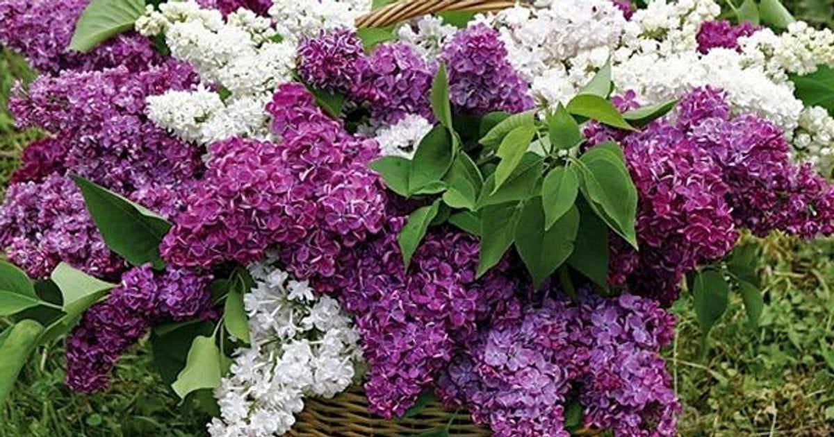 Интересные факты о сирене