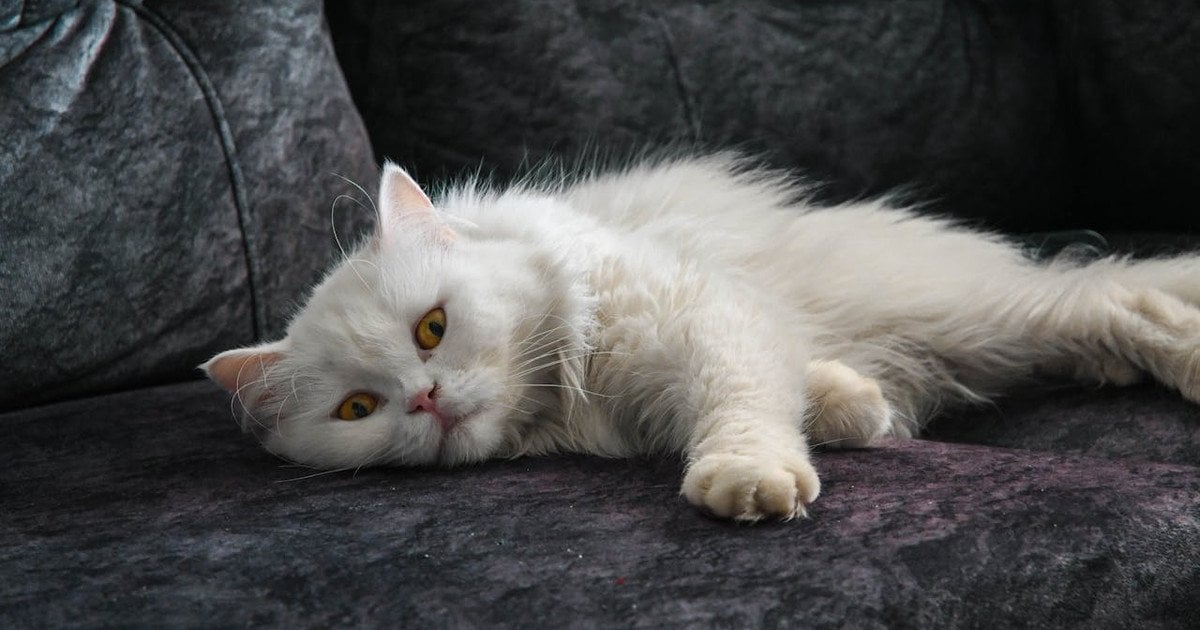 Типи характеру котів