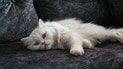 Типи характеру котів