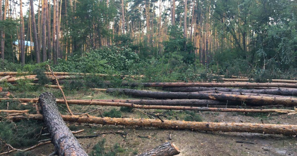 Протест против вырубки леса: киевляне заблокировали дорогу на Вышгород