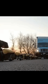 Роботы-псы Boston Dynamics научились вместе буксировать грузовик