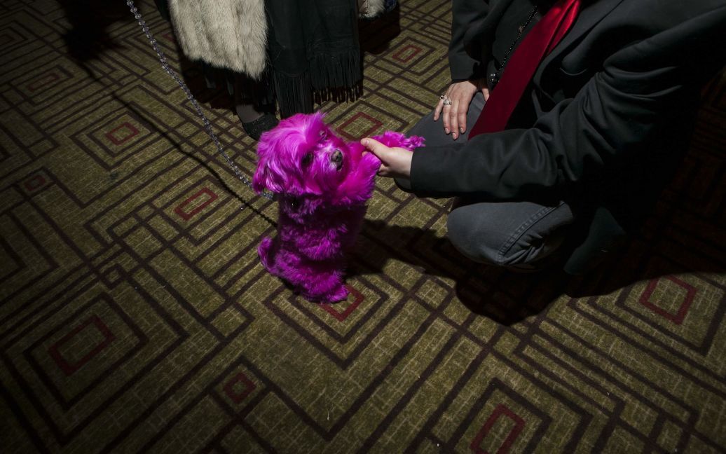 Песики "продефілювали" в модних вбраннях / © Reuters