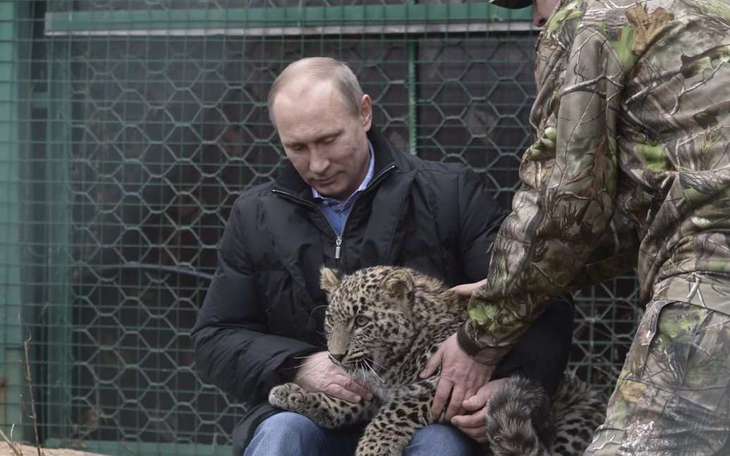 Путин в Сочи успокоил леопарда, который покусал и поцарапал журналистов / © Reuters