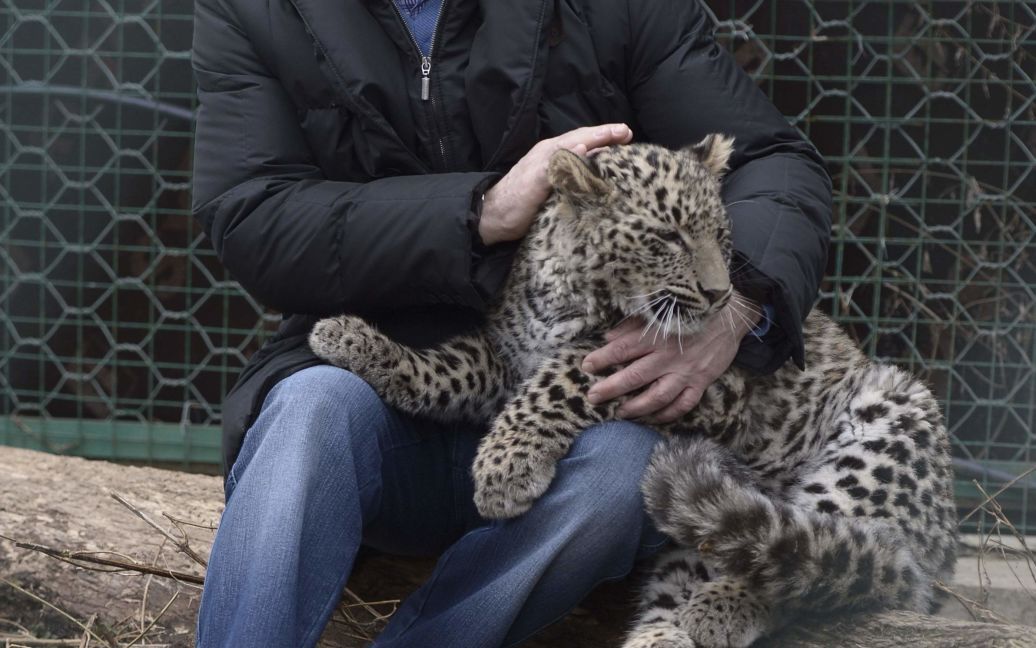 Путин в Сочи успокоил леопарда, который покусал и поцарапал журналистов / © Reuters