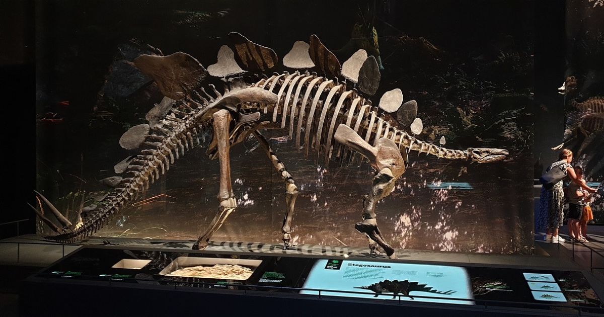 Скелет стегозавра