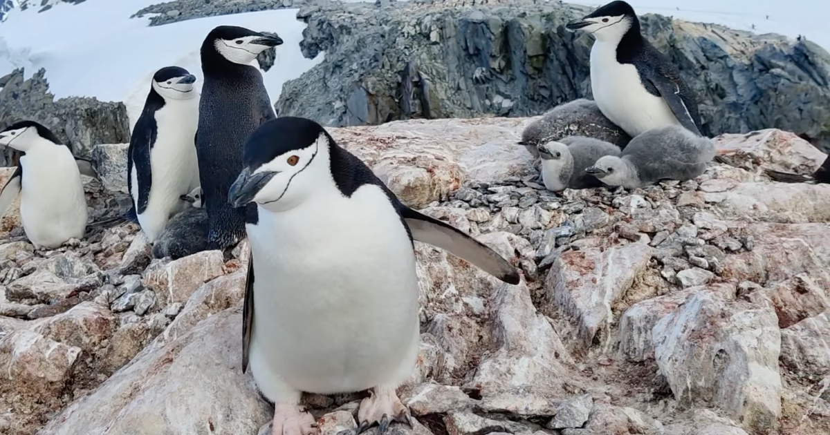 Пінгвіни на острові Бут, що розташований в районі станції "Академік Вернадський / Фото: скриншот