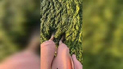 Пляжі Одеси вкриті водоростями
