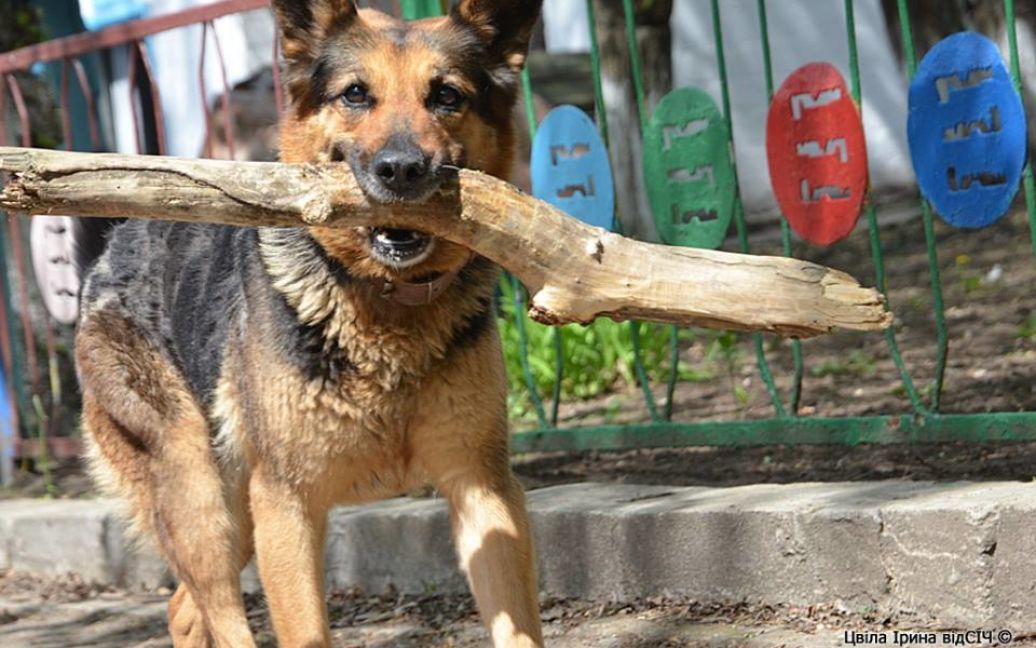 Собаку приютили бойцы АТО / © facebook.com/Ирина Цвила