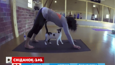 Бездомные коты находят семью на занятиях йоги