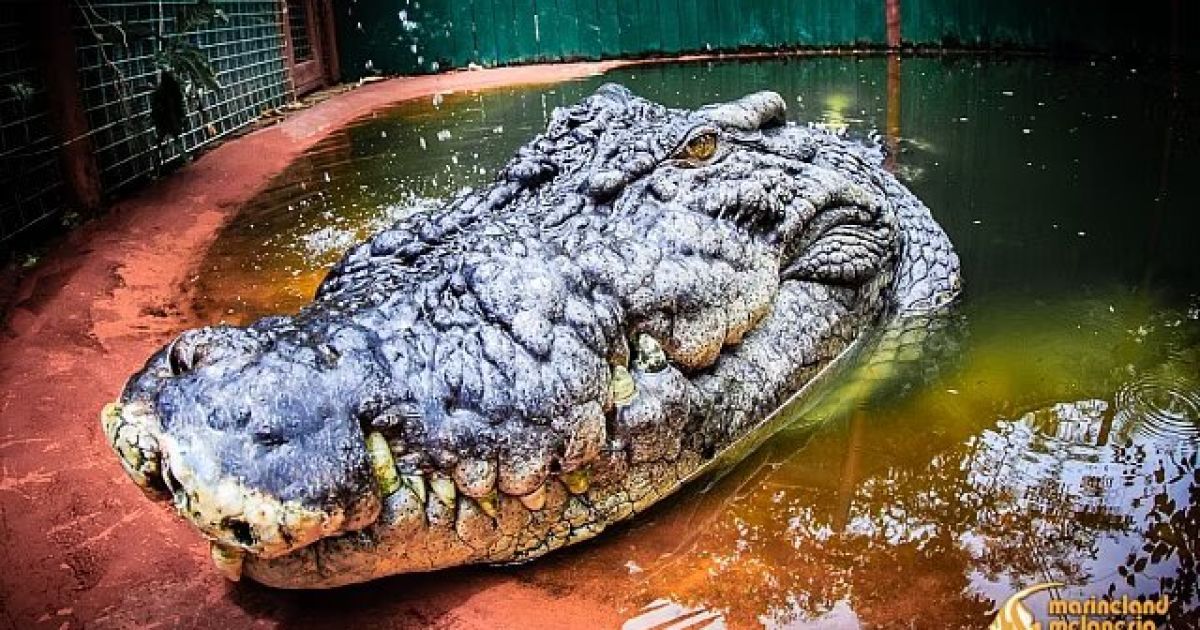 Крокодил Кассиус умер в заповеднике в Австралии