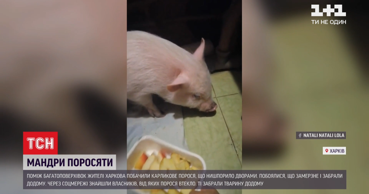 В Харькове свинка-беглец устроила путешествие среди многоэтажек
