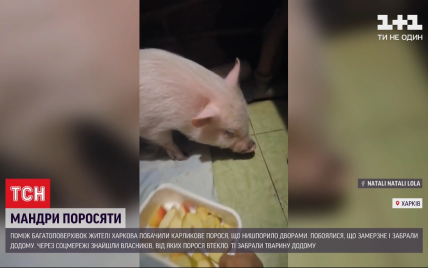 В Харькове свинка-беглец устроила путешествие среди многоэтажек