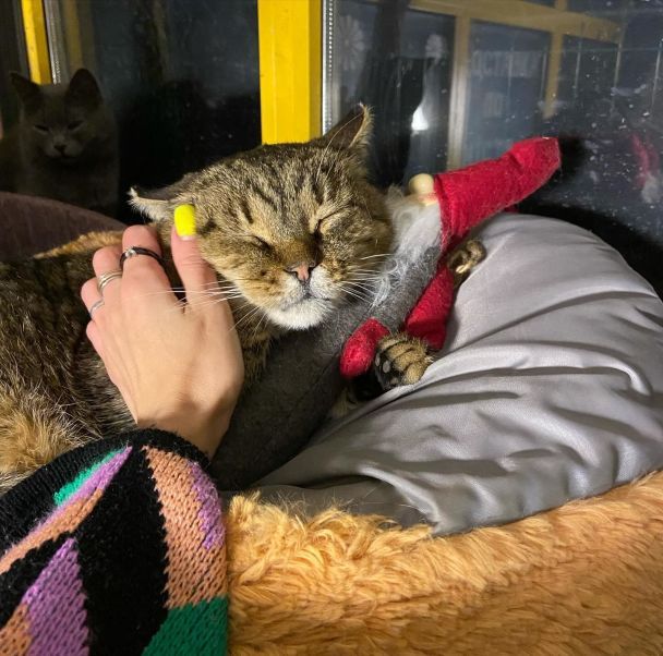 Кот Жовтень, скончавшийся в приюте после ракетной атаки по Киевщине / Фото: ЗооПатруль